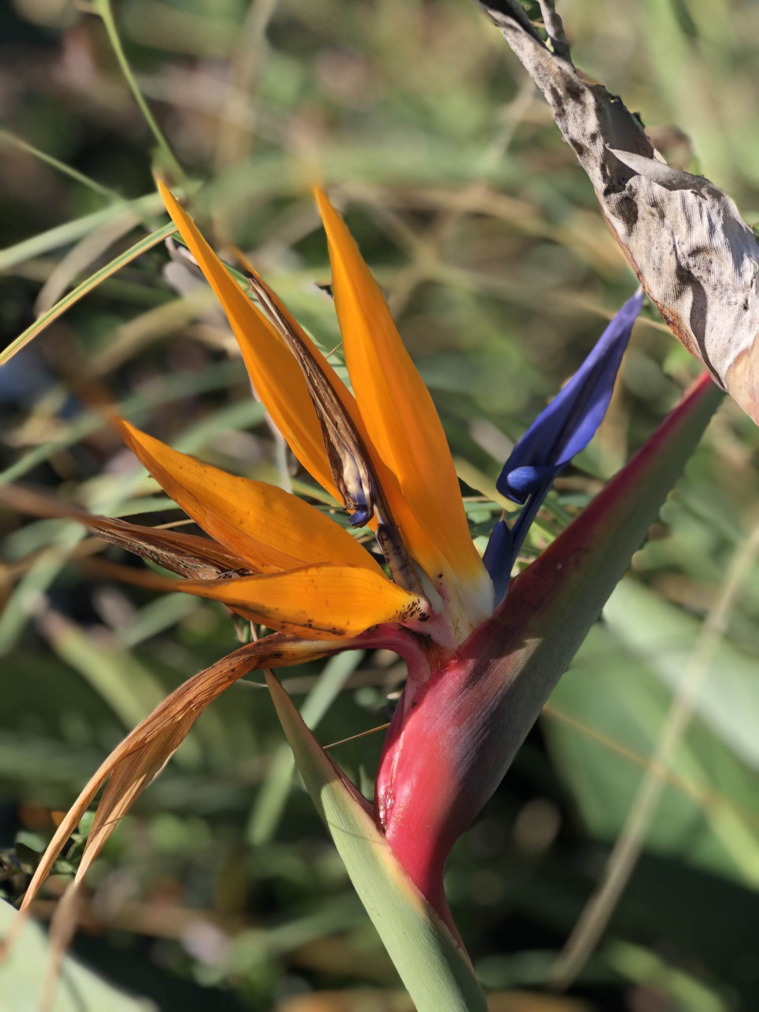 Strelitzia - Vivero Troilo